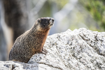 Yellow-bellied marmot