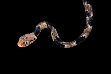 Blandings tree snake,Toxicodryas blandingii , 
