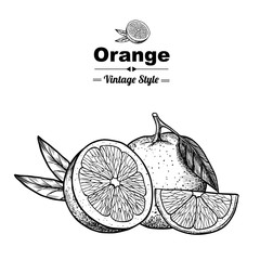 Vector background with  orange . Hand drawn. Vintage style