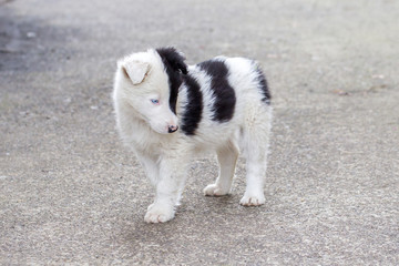 Border Collie puppy on a farm