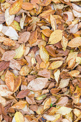 fallen from autumnal beech tree yellow leaves on the ground 