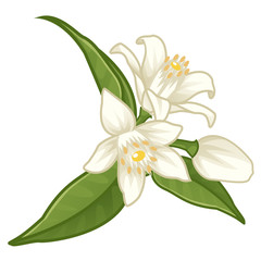 white citrus  flower illustration vector