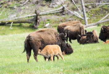 Buffaloes