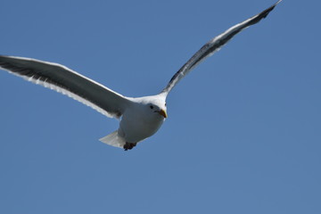 Bird on Flight