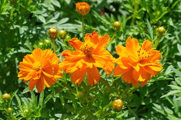 Orange Cosmos flowers in the garden