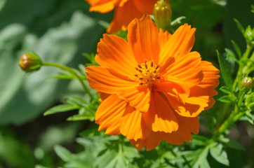 Orange flower Cosmos closeup