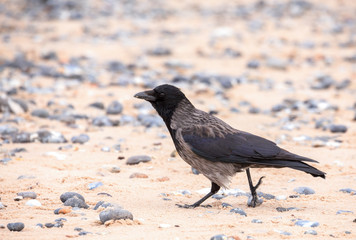 carrion crow on the beach in Helgoland