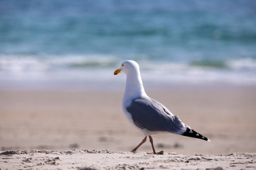 European Herring Gulls, Larus argentatus