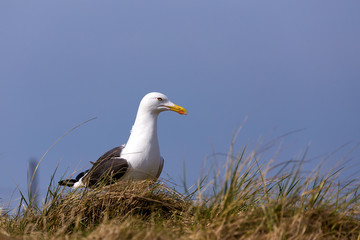 European Herring Gulls, Larus argentatus