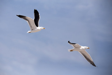 flying European Herring Gulls, Larus argentatus
