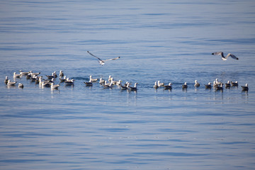 flock of European Herring Gulls, Larus argentatus