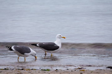 European Herring Gulls, Larus argentatus