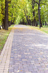 stone pathway with fallen yellow leaves on it and trees in autumnal park