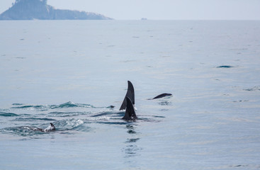 Fototapeta premium Orca