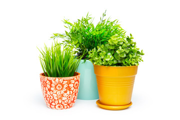 Potted house plant isolated in white background