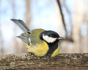 Titmouse