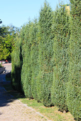 Alley of thuja in a park