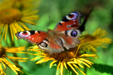 motyl  © wedrownik52