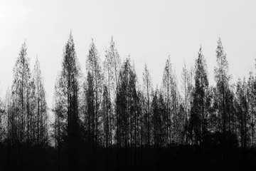 Schwarz-weiße Kiefernreihe mit hellem Himmel. © sharppy