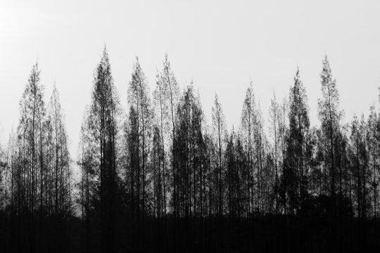 Black and white pine trees row with bright sky.