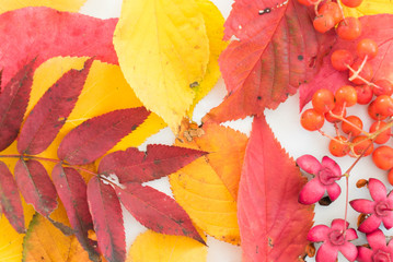 色とりどりの落ち葉、秋のイメージ
