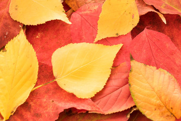 Colorful background of fallen autumn leaves