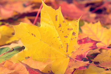 Fall leaves on forest floor.