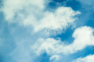 Birds flying to the warm countries