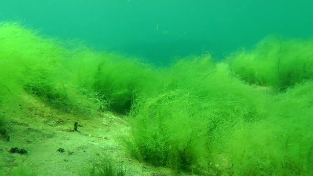 Underwater landscape: the green Cladophora algae bushes in the sunlight in shallow water.
