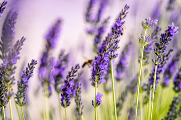 Beautiful Lavender blooming in early summer
