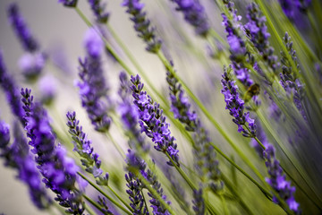 Beautiful Lavender blooming in early summer