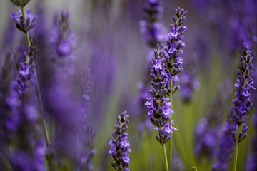 Beautiful Lavender blooming in early summer
