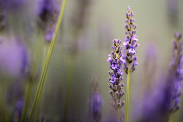 Beautiful Lavender blooming in early summer