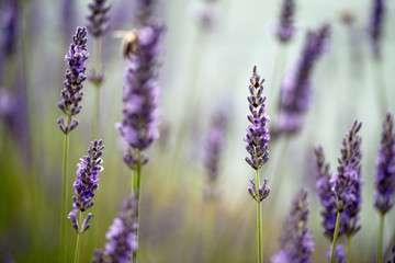 Obraz premium Beautiful Lavender blooming in early summer