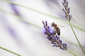 Honeybee on Beautiful Lavender blooming in early summer