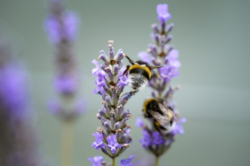 Bumblebee on Beautiful Lavender blooming in early summer