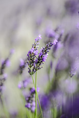 Bumblebee on Beautiful Lavender blooming in early summer