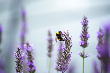 Bumblebee on Beautiful Lavender blooming in early summer