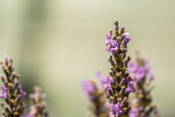 Bumblebee on Beautiful Lavender blooming in early summer