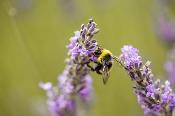 Bumblebee on Beautiful Lavender blooming in early summer