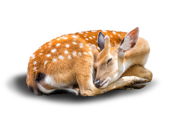 little chital or cheetal deer (Axis axis),is sleeping in white b
