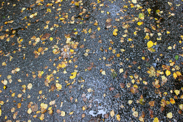 Autumn leaves on wet asphalt