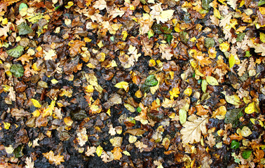 Autumn wet leaves
