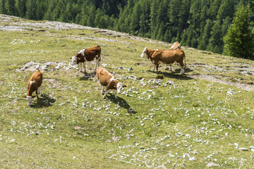 Schreibende Rindviecher in den Alpen
