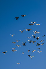 Fototapeta premium pigeons flight