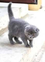 Fototapeta na wymiar Little british shorthair kitten walking, close up photo