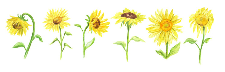 Naklejka premium Watercolor sunflower set on white background. Summer flower. Beautiful garden illustration.