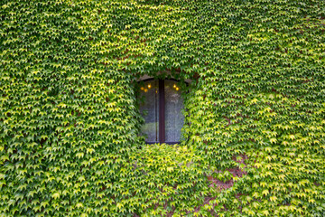 One window on the old brick wall covered with green leaves.
