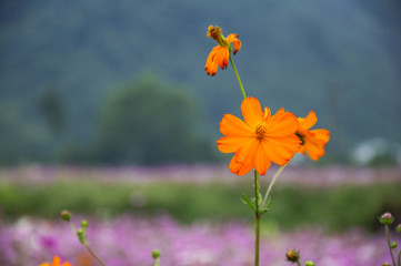 The blossoming galsang flowers closeup in garden
