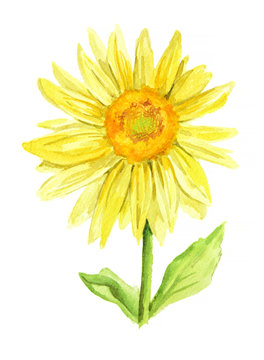 Isolated watercolor sunflower on white background. Beautiful flower. Symbol of summer and sun.